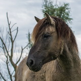 Konik horses